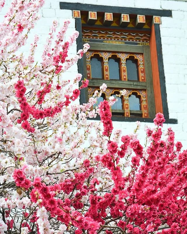 Cherry blossoms in front of a traditional Bhutanese window