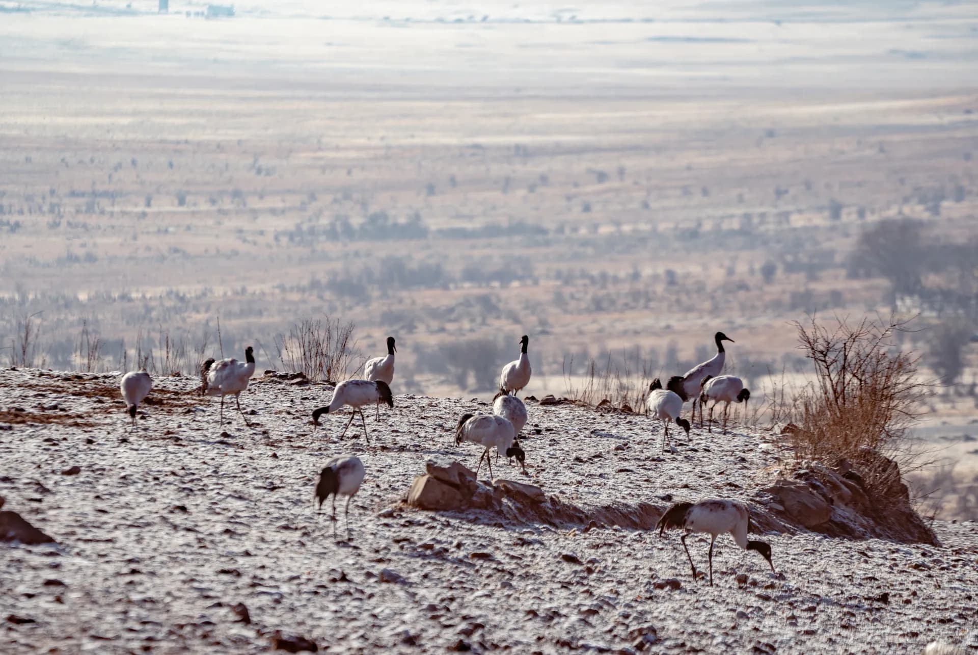 Black-necked cranes in Phobjikha valley