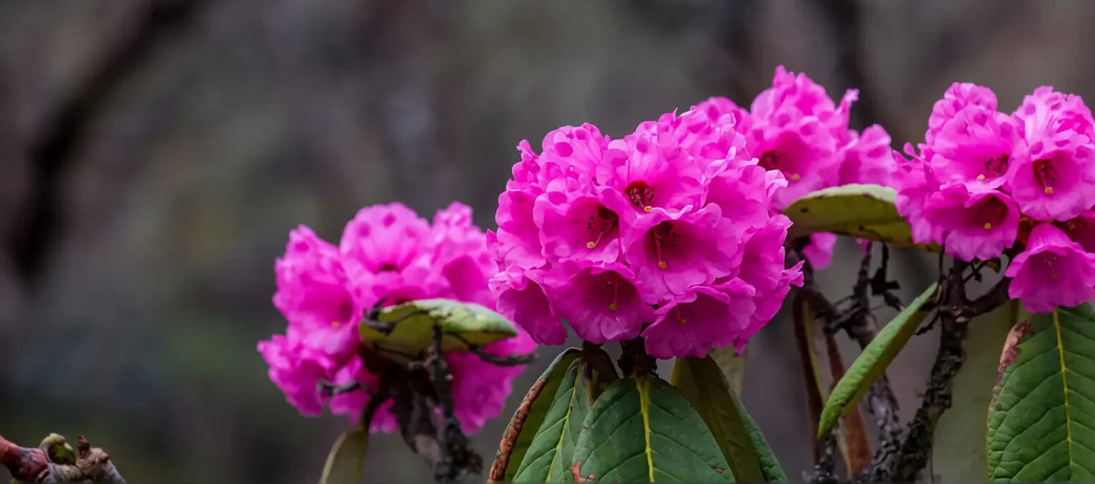 Rhododendron Festival in Merak, Bhutan