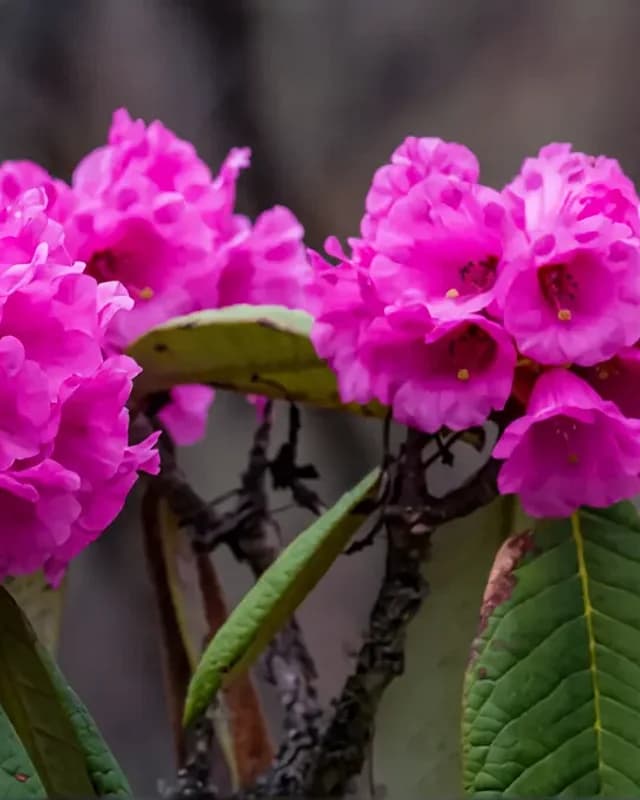 Rhododendron Festival in Merak, Bhutan