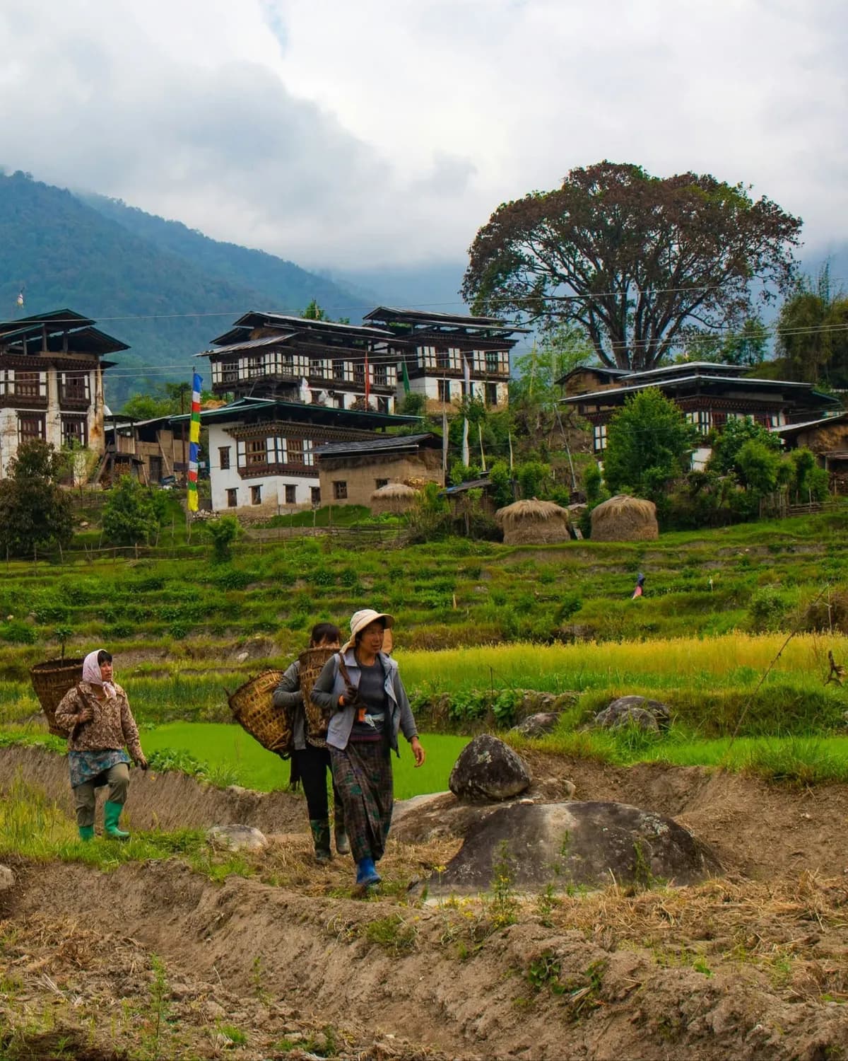 Villagers carrying bamboo baskets along a path through terraced rice fields below traditional farmhouses