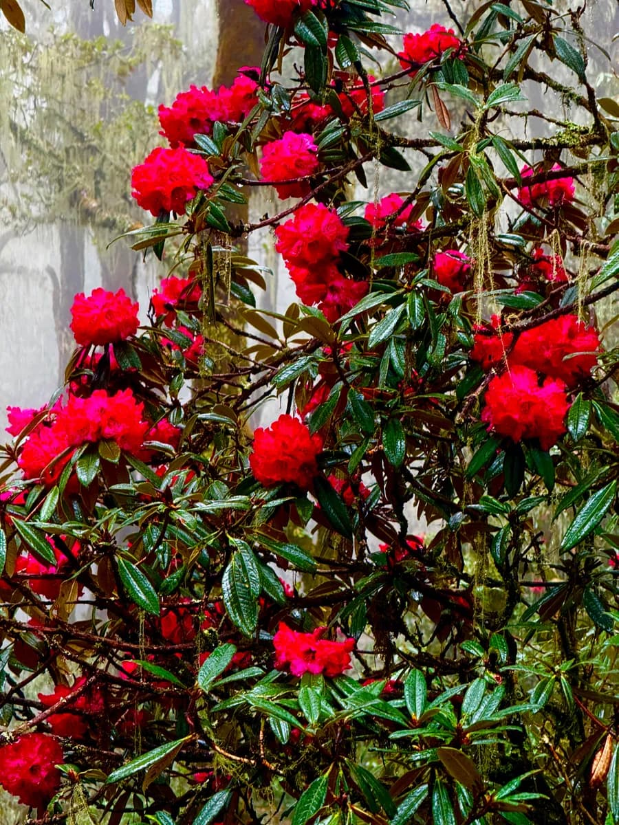 Blooming rhododendrons in the Merak highlands