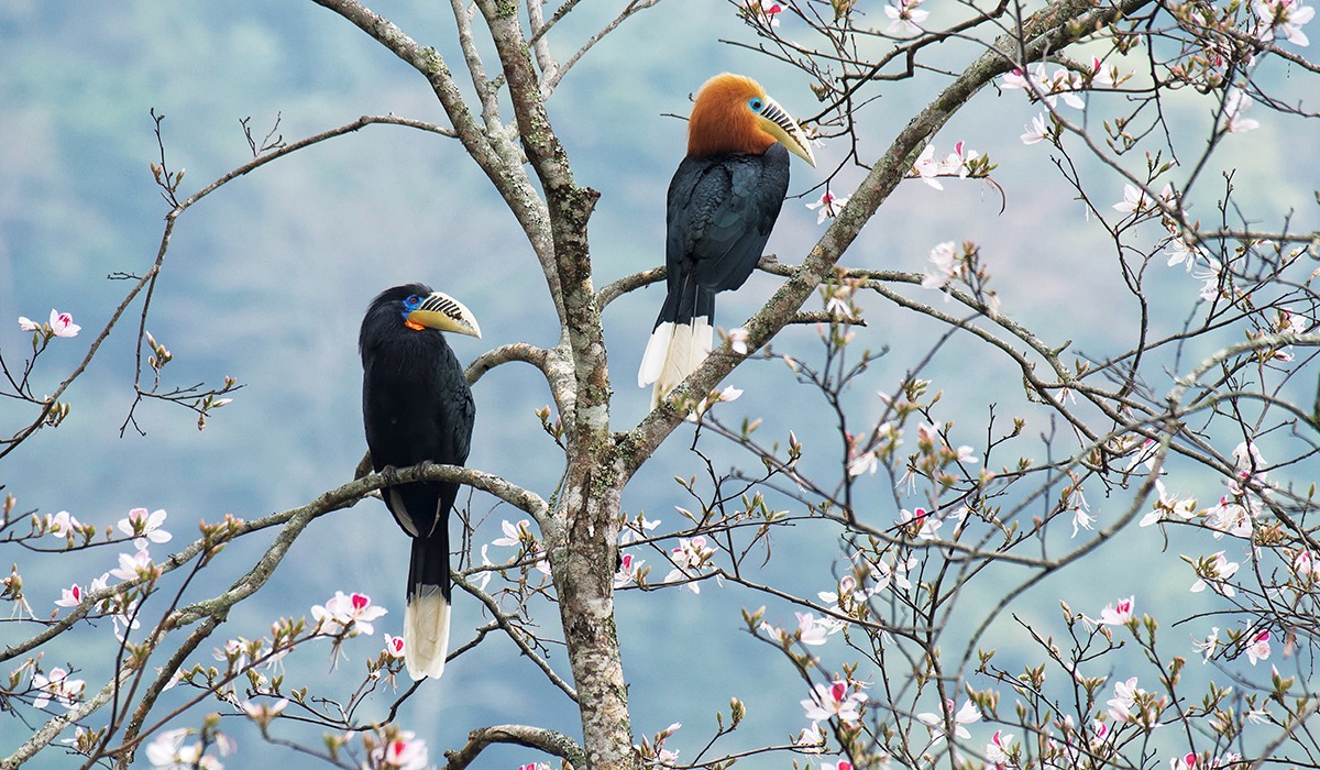 birds