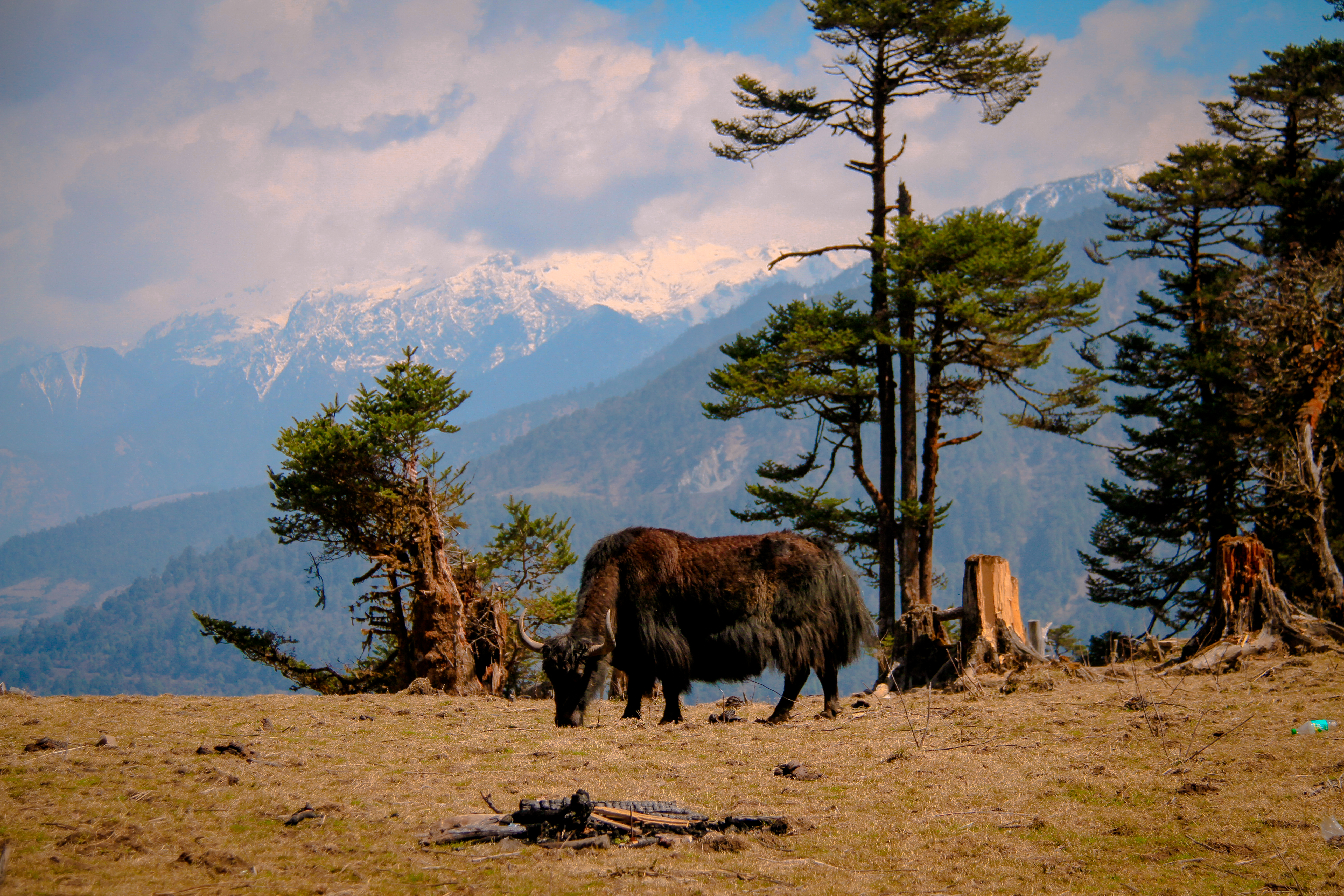 yak