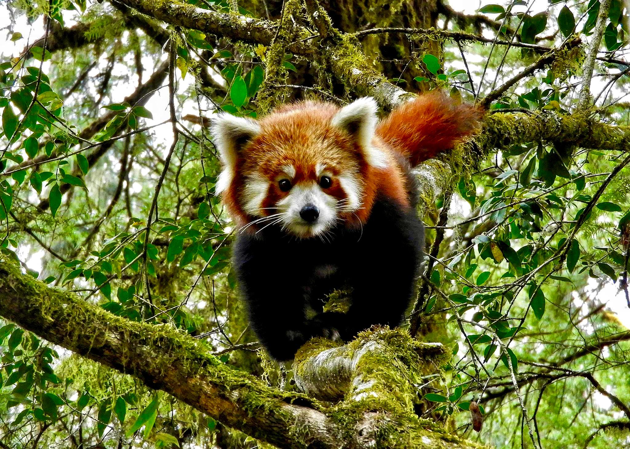 panda