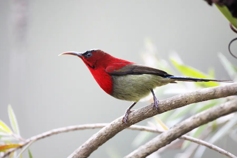 Bright red Crimson Sunbird feeding on nectar from colorful flowers in Bhutan.