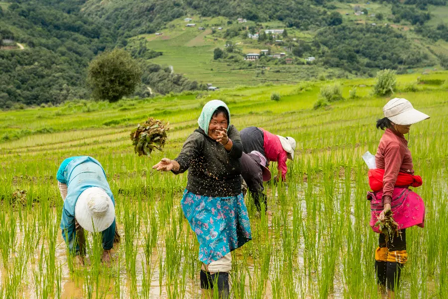 Farmers planting rice seedlings in a lush green paddy field.