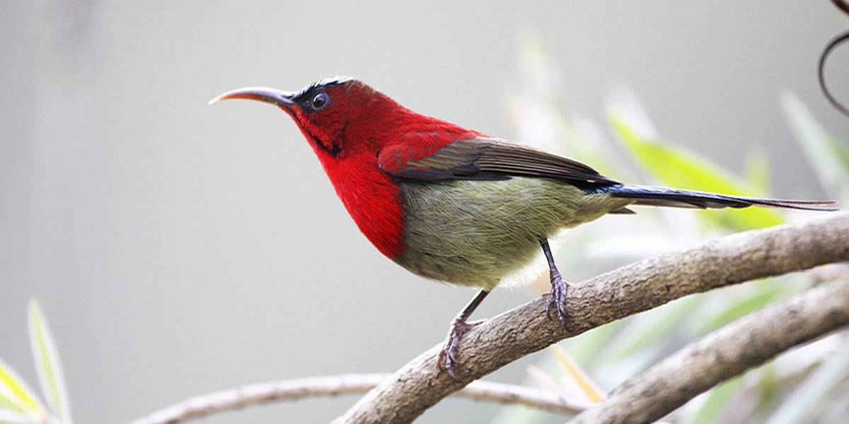 Crimson Sunbird perched on a flower during a Bhutan nature tour