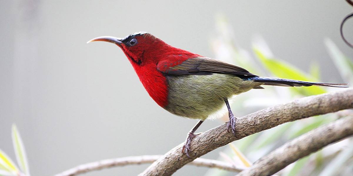 Crimson Sunbird perched on a flower during a Bhutan nature tour